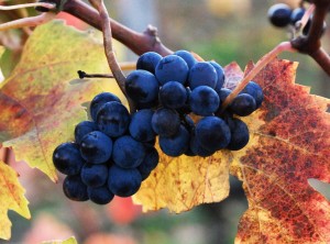 raisin grappe en automne